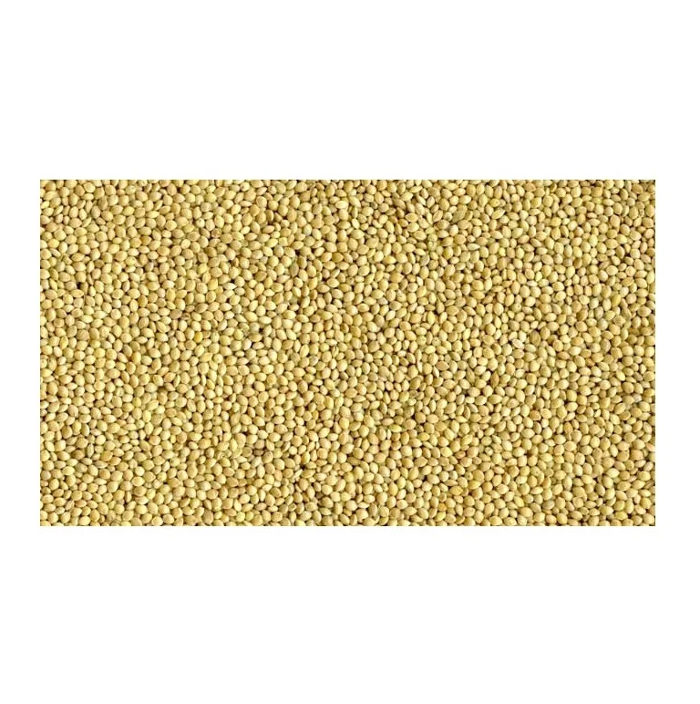 Wholesale Best Price Supplier Organic Millet Grains Fast Shipping