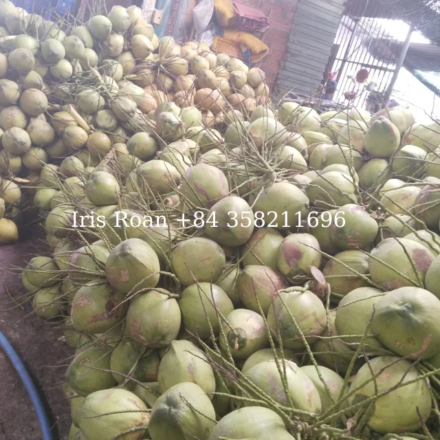 DELICIOUS GREEN YOUNG COCONUT TOP QUALITY BEST PRICE FOR WHOLESALE  - WHATSAPP: +84 358211696