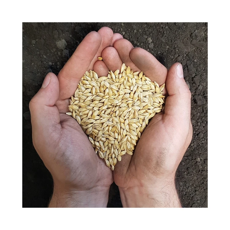 Animal feed barley/bulk barley Malted Barley / Barley Grains