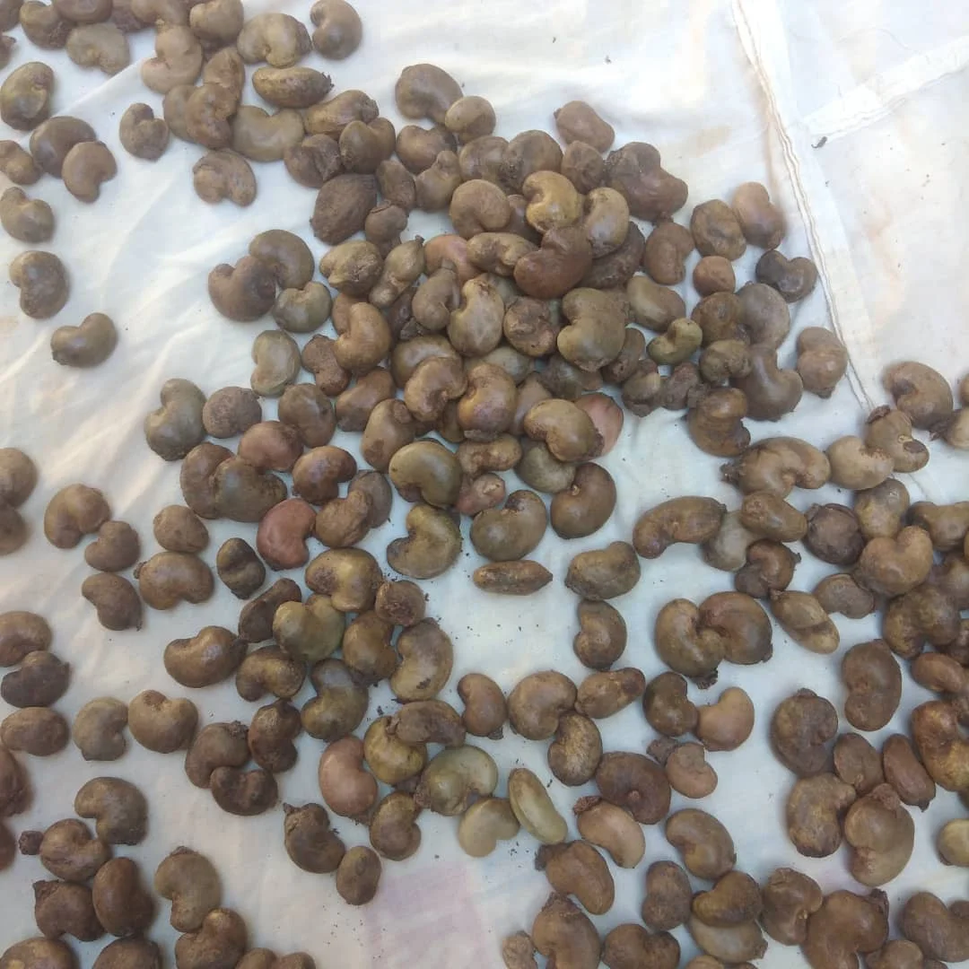 Cheap Price Kernel Organic Quality Cashews Nut Supplier Offers Raw Cashew Nuts In Shell