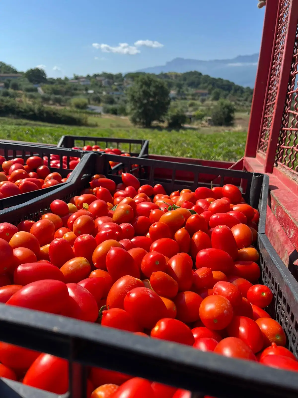 Italian high quality whole peeled tomatoes in tomato juice for pasta and meat