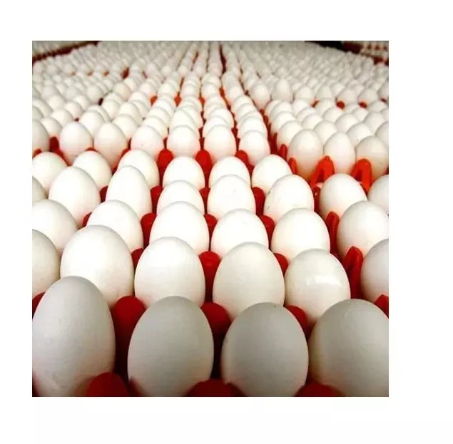 Freshly stock Brown /white Shell Table Eggs for sale at wholesale price/CARTONS /BULK