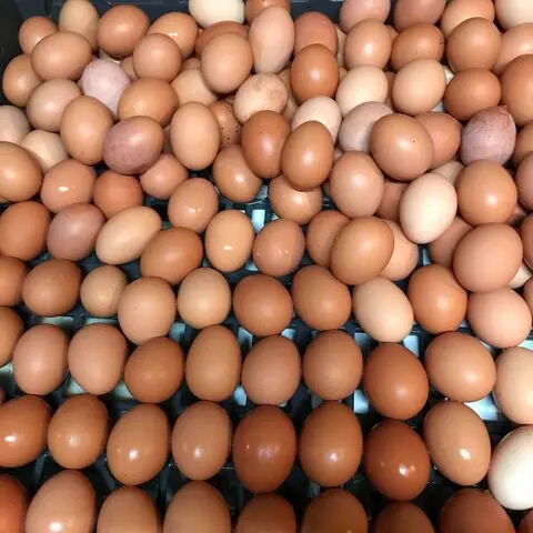 Куриное яйцо/ферма свежие куриные столовые яйца свежий стол яйца/качественные для