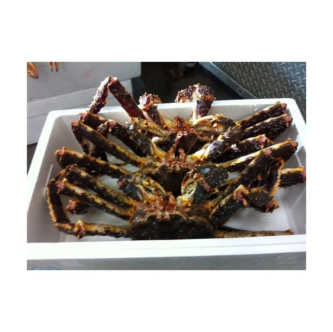 Quality Fresh Live Red King Crab Norwegian King Crab Alaskan King Crab/Buy  King Crab/Hot sales King Crab Legs
