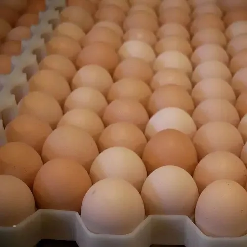 Best Quality Wholesale Fertilized Chicken Eggs Cobb 500 Broiler Chicken Eggs Fresh Cobb 700 Fertile eggs