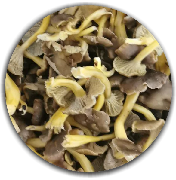 Fresh Craterellus tubaeformis (Yellow foot mushroom)