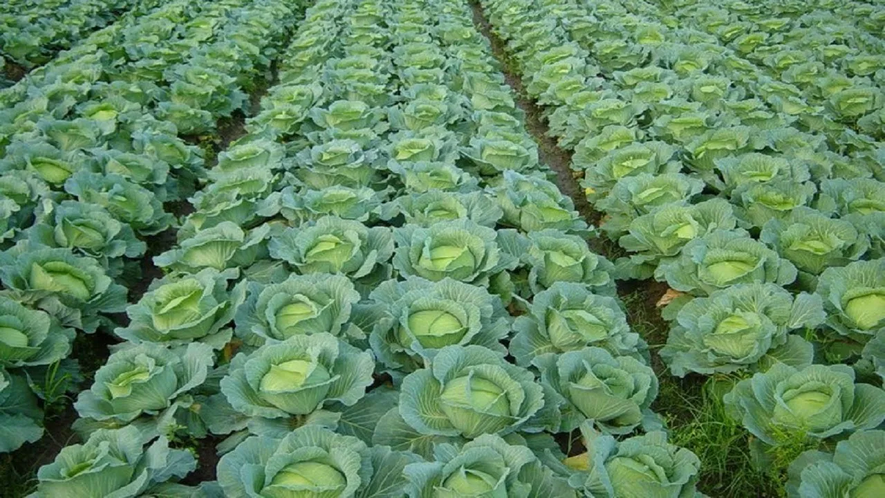 OEM Service FRESH Cabbage 100% Nutrients Cabbage Vegetable Wholesales Price For Fresh Vegetable Cabbage cheap price bangladesh