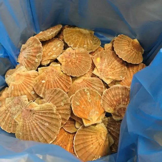 FROZEN WHOLE KING SCALLOP (PECTEN MAXIMUS)