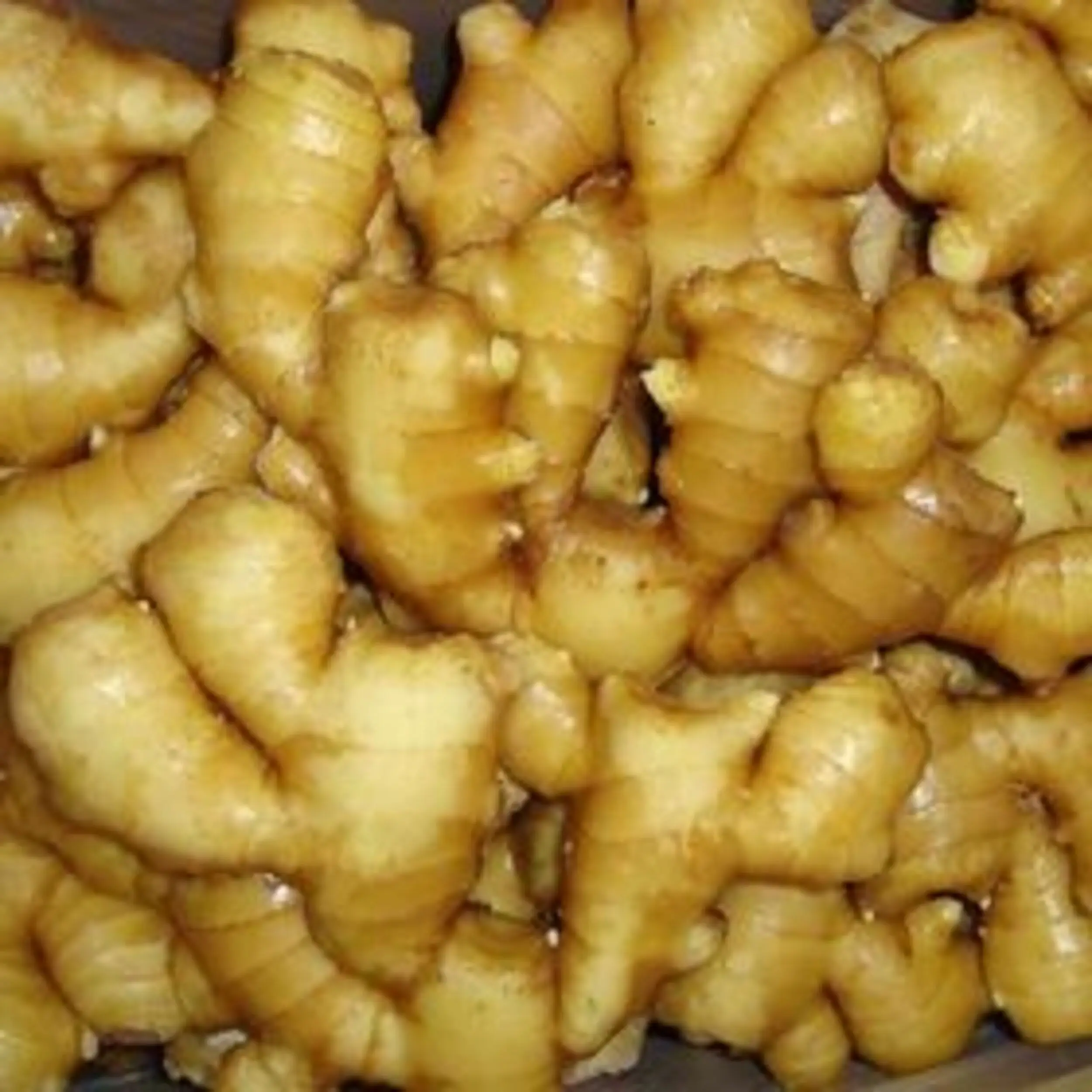 Wholesale High Quality Organic Fresh Ginger