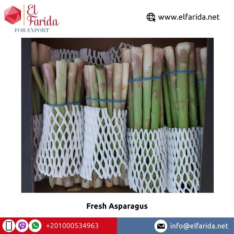 Leading Wholesaler of Best Selling 100% Pure Natural Green Fresh Asparagus From Egypt Excellent Quality