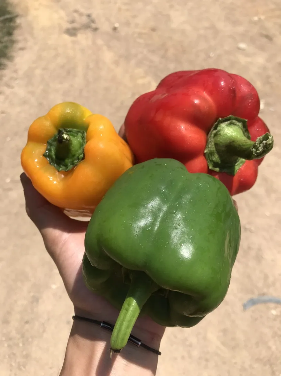 Capsicum/Fresh Red Bell pepper from Vietnam to the best price - standards in agricultural production from Dalat