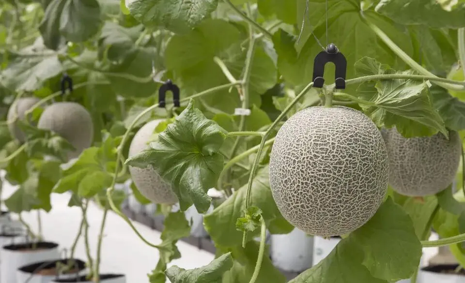 Экспортное качество, питательные вещества общего типа, Натуральные Сладкие свежие дыни, спелые мускусные дыни