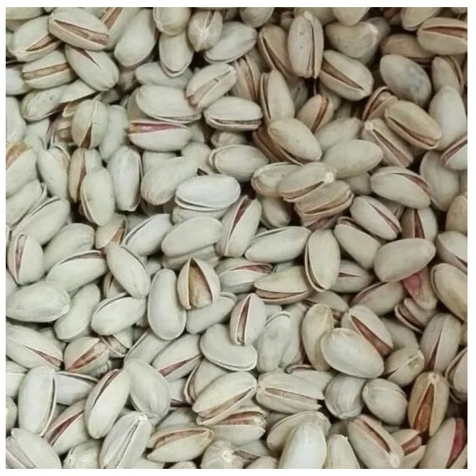 High Quality Pistachio Nuts with Best Price