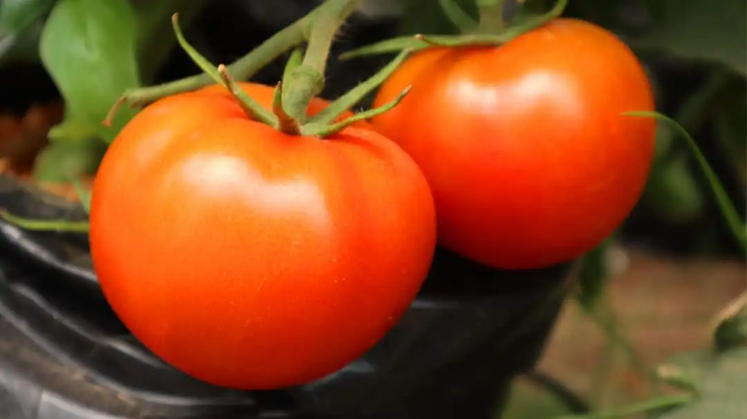 Rich sweetness premium tomato export fresh fruits and vegetables