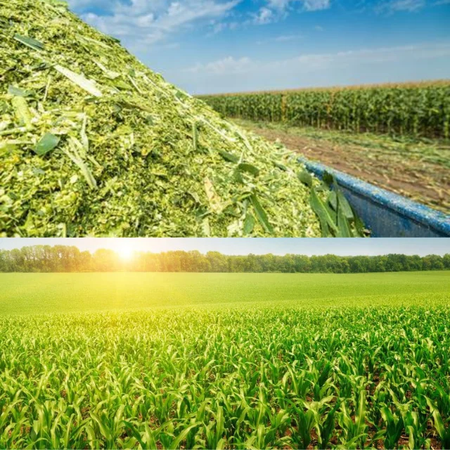 Vietnamese Corn Silage With Cheap Price Feed for Cows, Goats, Sheep, Horses Origin Viet Nam Available in Large Quantity