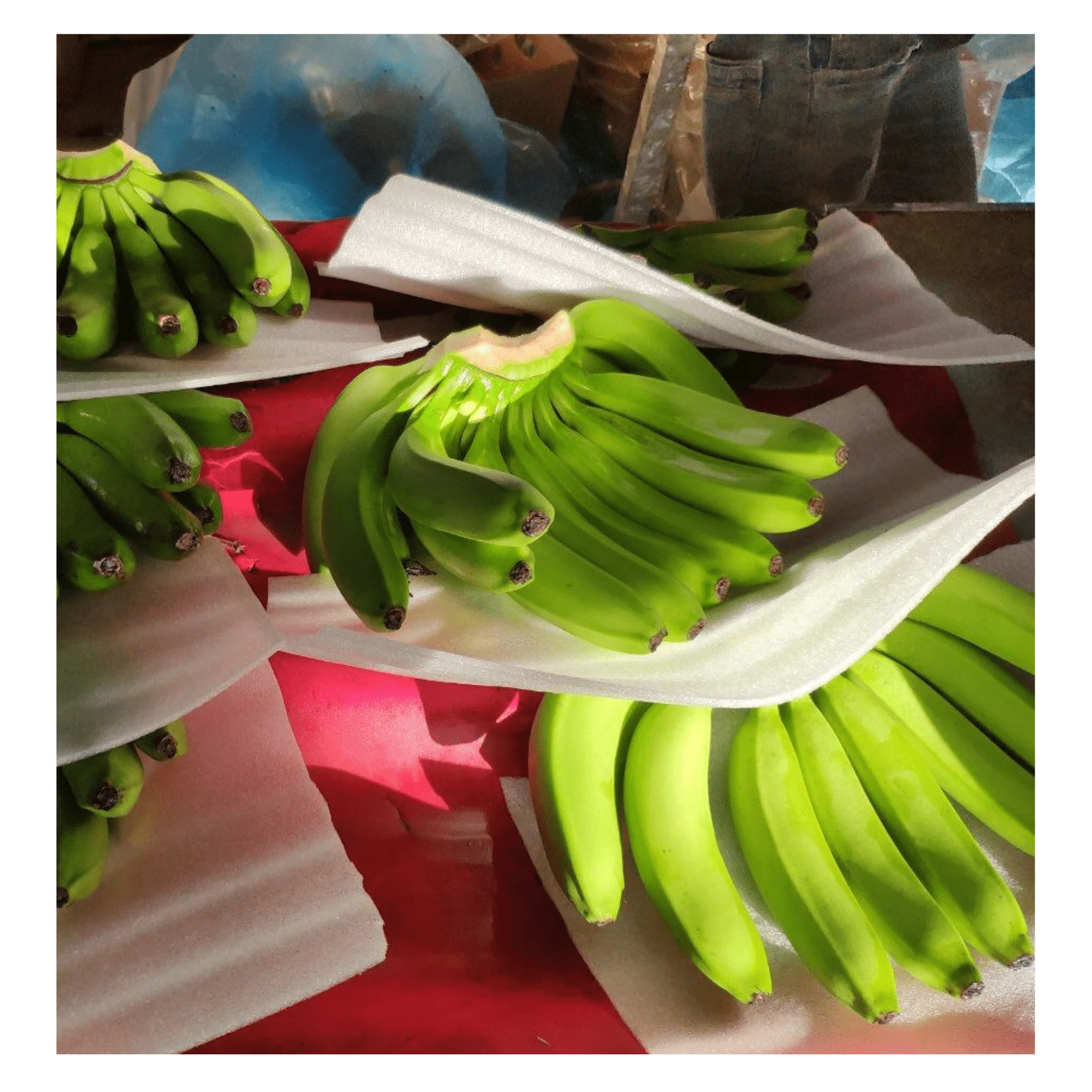 Tropical Banana Fresh Cavendish - Banana Type Fresh Fruit Cavendish Banana with high quality and good price