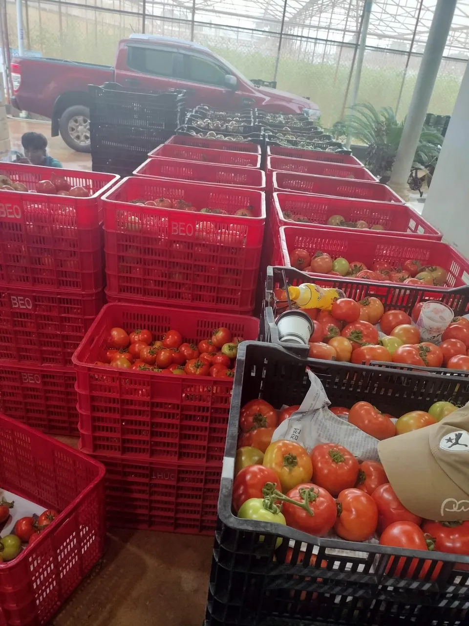 Fresh Vegetables Fresh Tomatoes Rita Tomatoes Beef Tomatoes  From Wholesale Green Farmer In Vietnam High Quality Nutrition Food