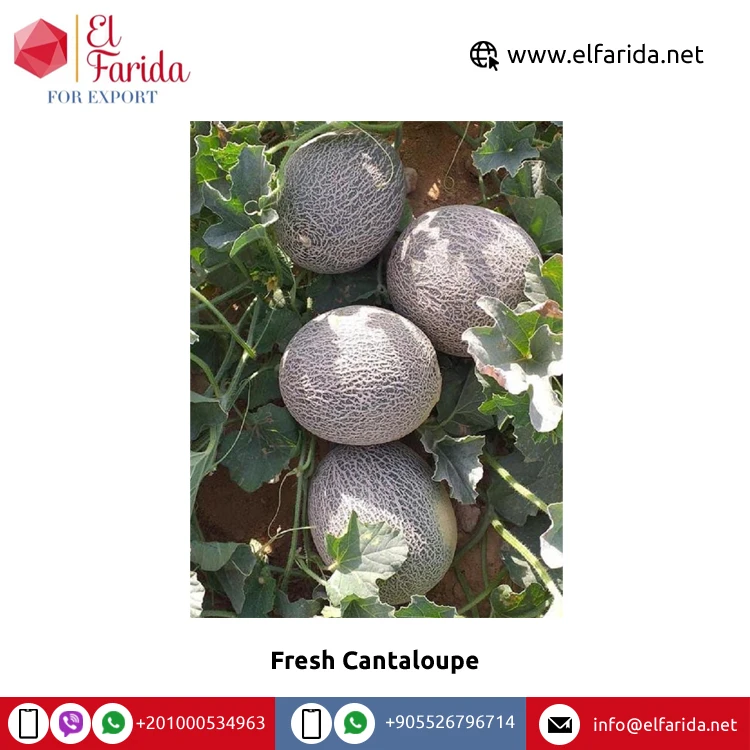 Factory Sale Best Selling Food Grade Organic Natural Sweet Wonderful Delicious Fresh Cantaloupe Tropical Fruits