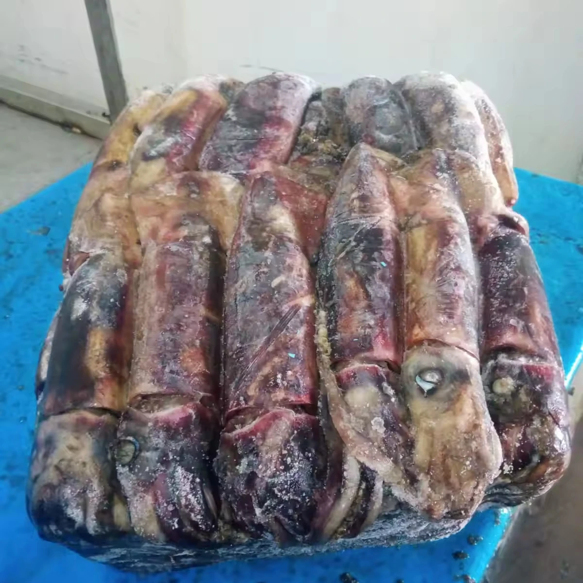 Attractive Price Calamari W/r Indian Squid Seafood black SQUID WHOLE ROUND CHINA SEAFOOD IMPORTER seafrozen squid