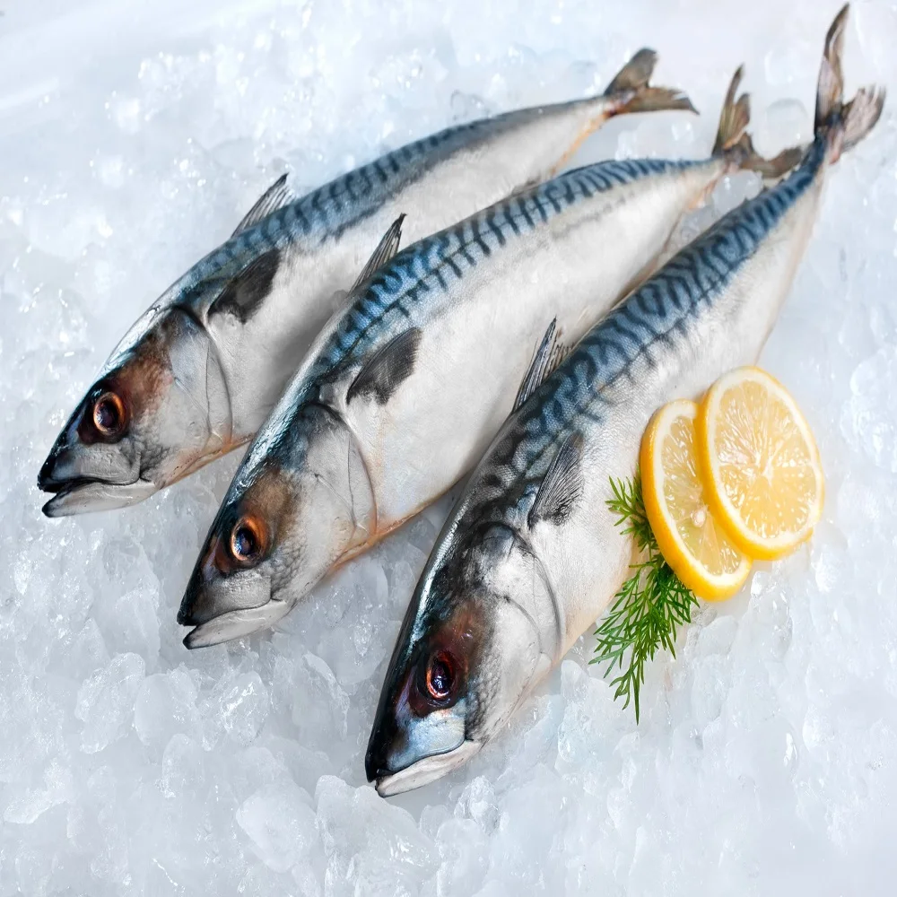 Fisching Atlantic Hake Namibia Acnl Angola Frozen Block Big Eyes Fish Horse Mackerel