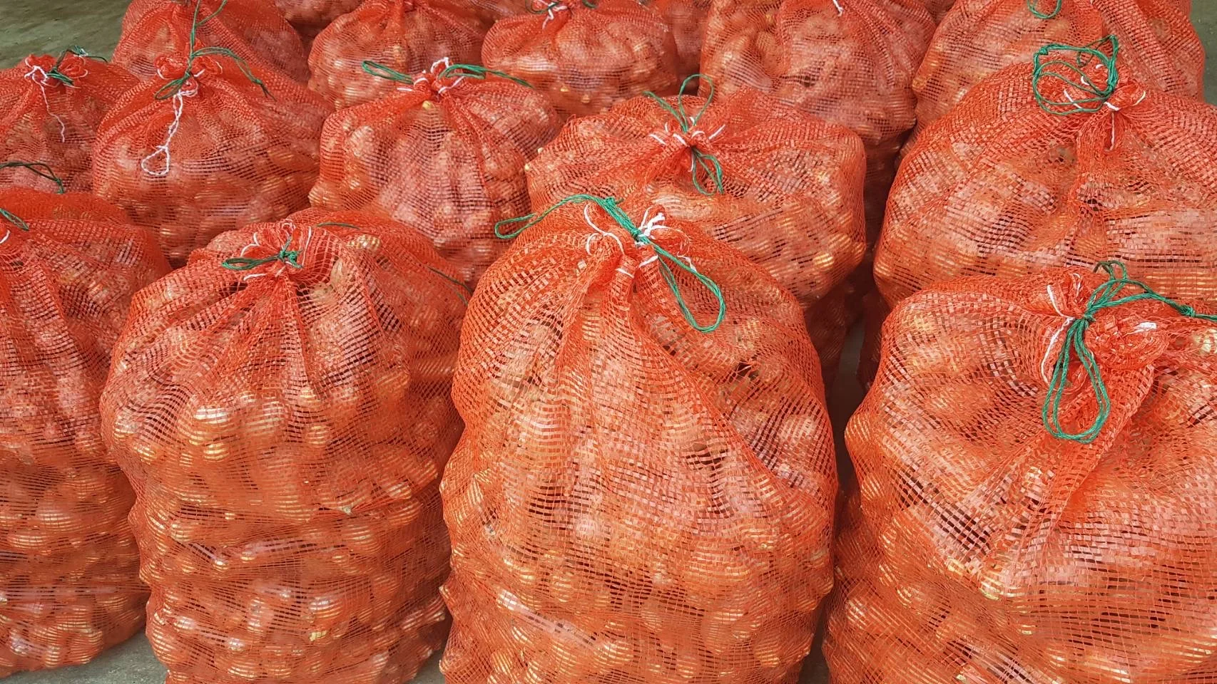 Premium Fresh Ginger High Quality Thai Vegetable from Thailand  Hight Grade Fresh Ginger in Carton