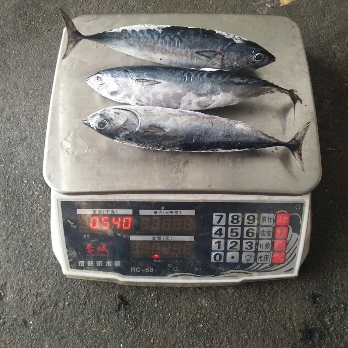 Frozen Tuna Fish for Sale  (Individually Quick Frozen)