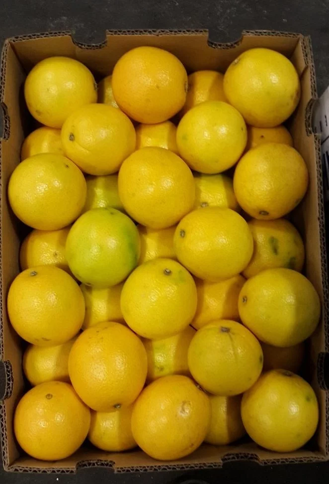 Organic Fresh Orange best quality!!! Factory prices!!!