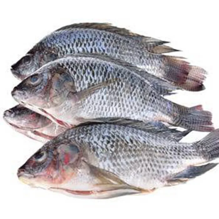 Cheapest Price Saefood Supplier Bulk Frozen Fish Tilapia | Whole Red Tilapia Fish With Fast Delivery