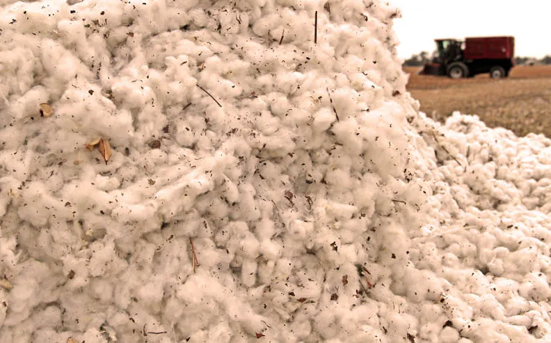 cotton-raw-delta_0.jpg