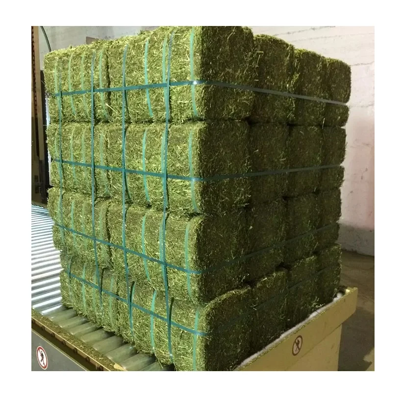 Feed / Alfalfa Hay from Thailand for Export Bulk Top Grade Alfalfa for Animal High Quality Canada Bales Packaging Dry Place