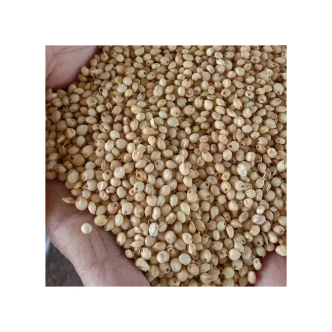 Продажа красного и белого сорго/белая мука