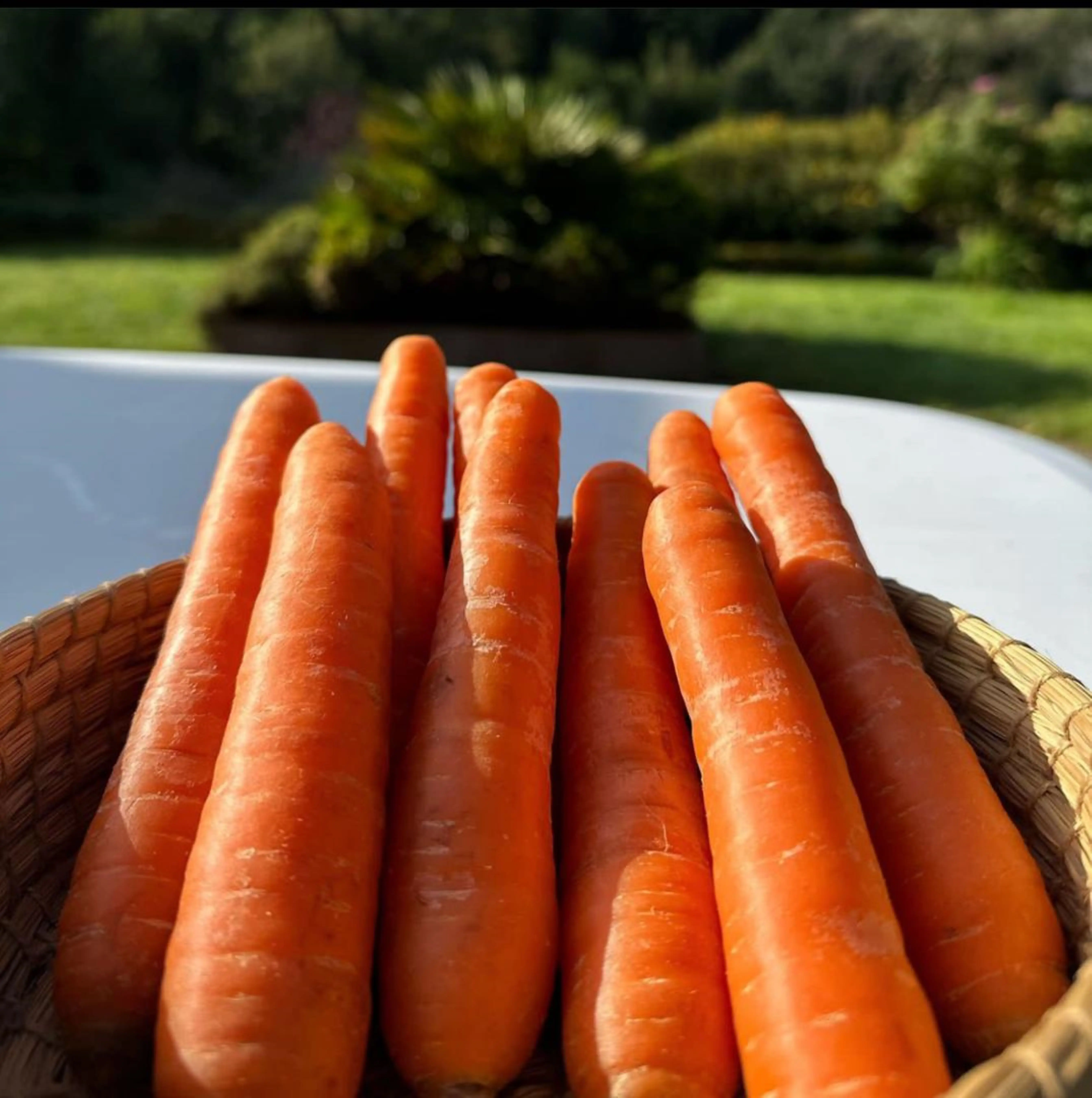 HOT SALE FRESH ORGANIC CARROT AVAILABLE IN BULK