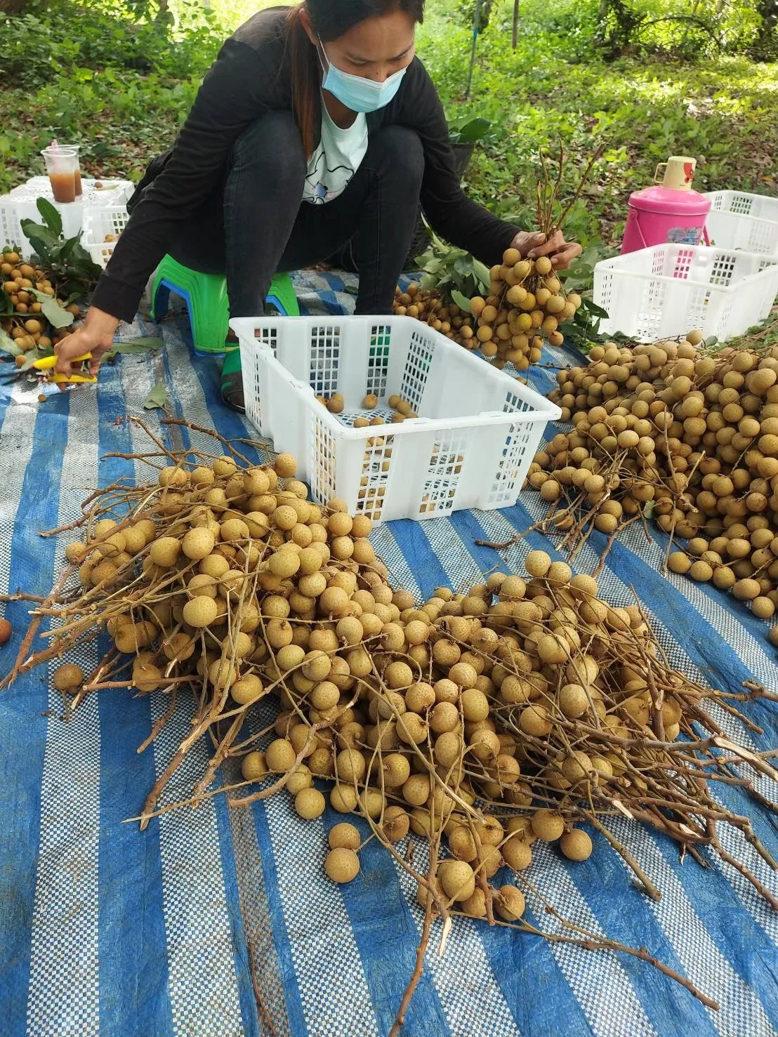 Fresh Longan Tropical Fruit Premium Quality Control With  GMP Manufacturing Other Agriculture Products From Orchard Thailand