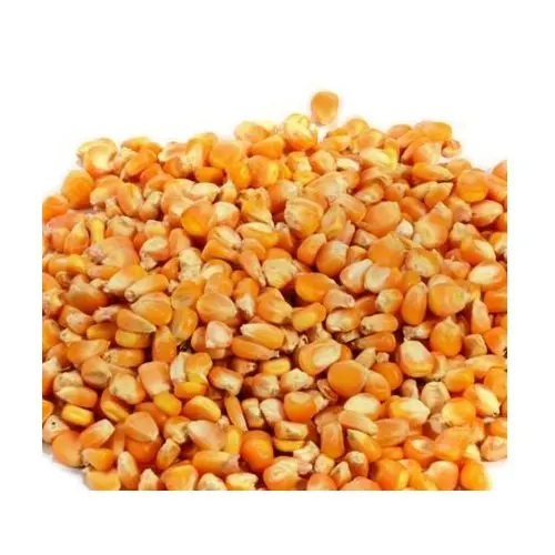 Кукуруза для продажи кукуруза кормления животных