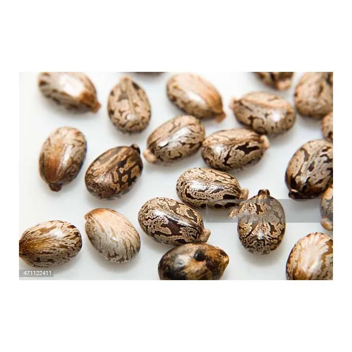 Affordable High Quality castor oil seed with high oil content castor seed supplier
