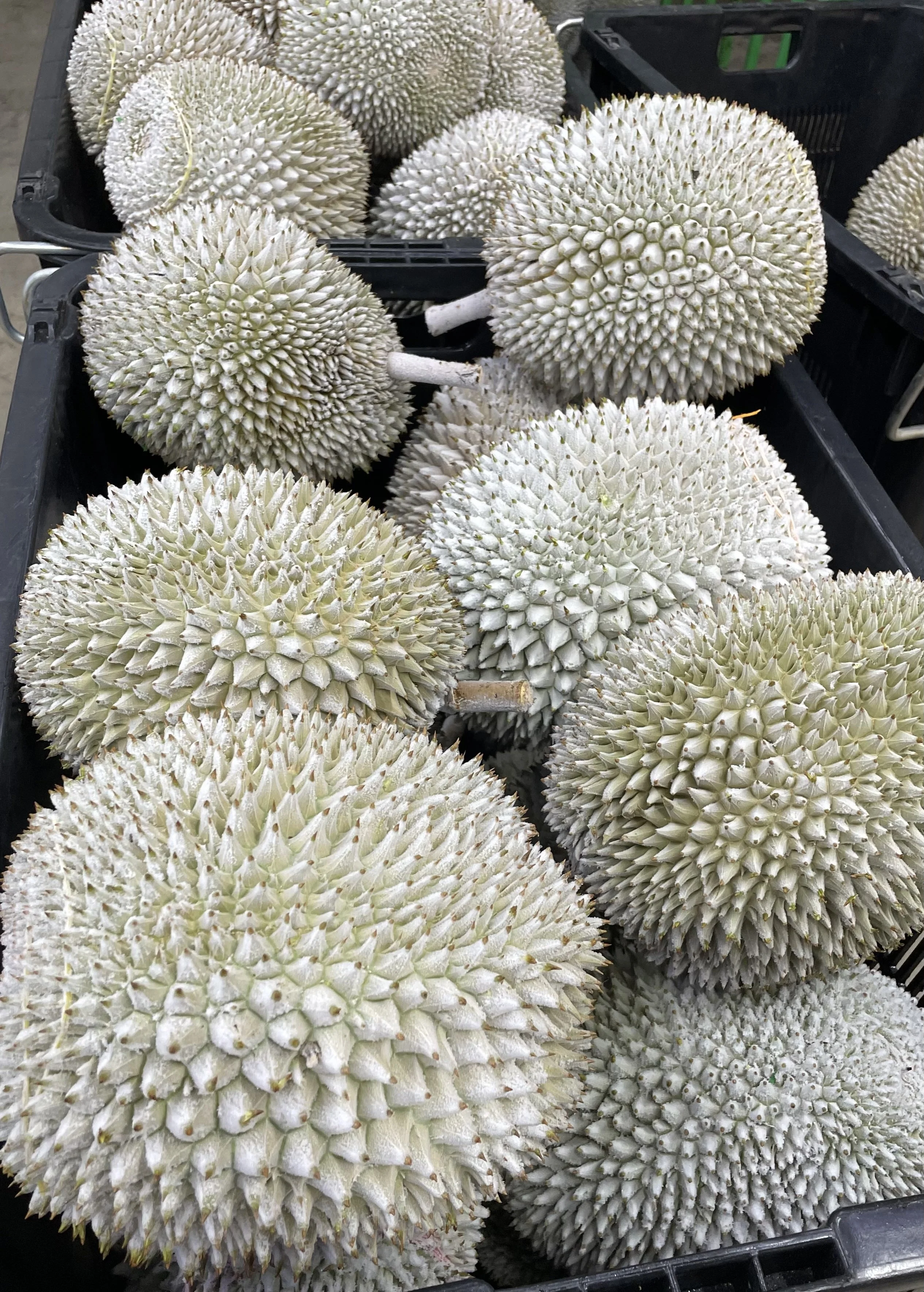 Hot Selling King Fruit Durian One Box Packaging Export From Malaysia Durian Mochi Flavour Natural Fresh HALAL Malaysian Durian