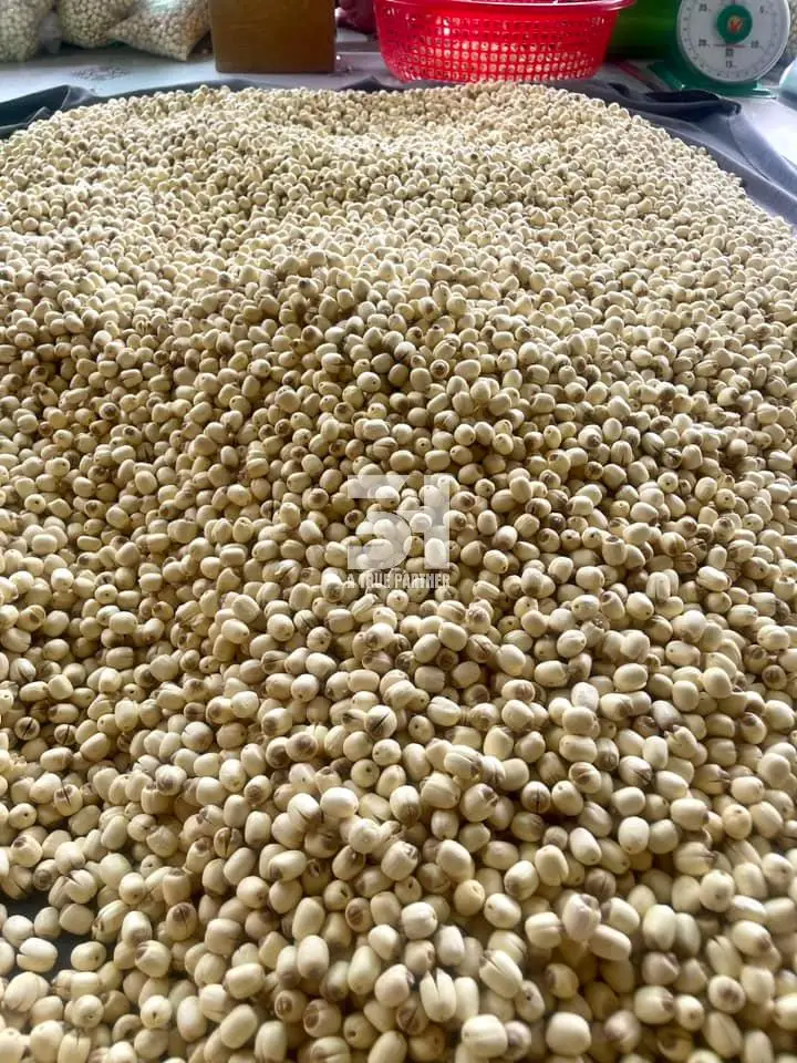 100% Natural Dried Lotus Oragnic With Premium Grade From Factory In Vietnam