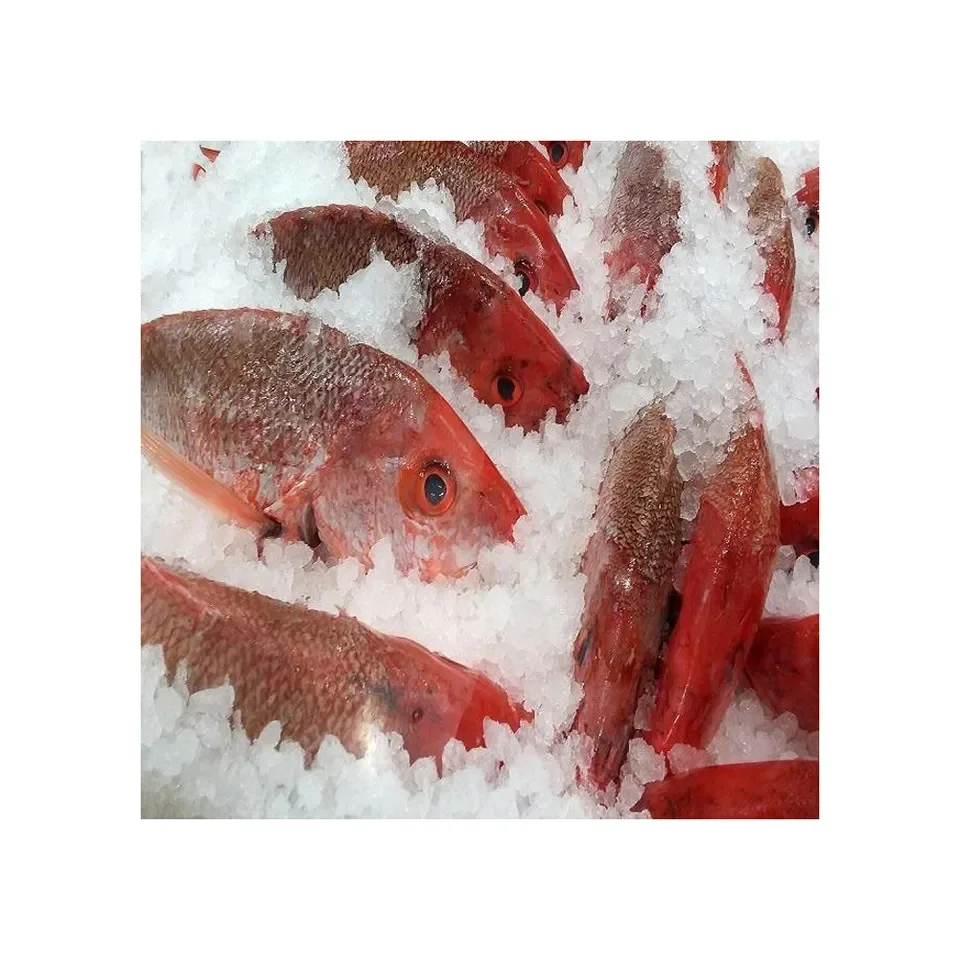 Red Snapper Best High Quality Fresh Frozen Red Snapper Fillet Skin On