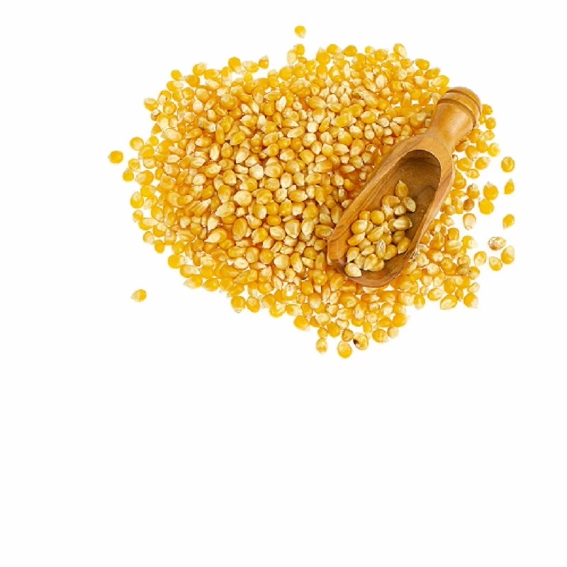 Fresh and Natural Yellow Maize For Animal Feed Export Good Quality High Nutritious OEM Customized Service High Quality OEM