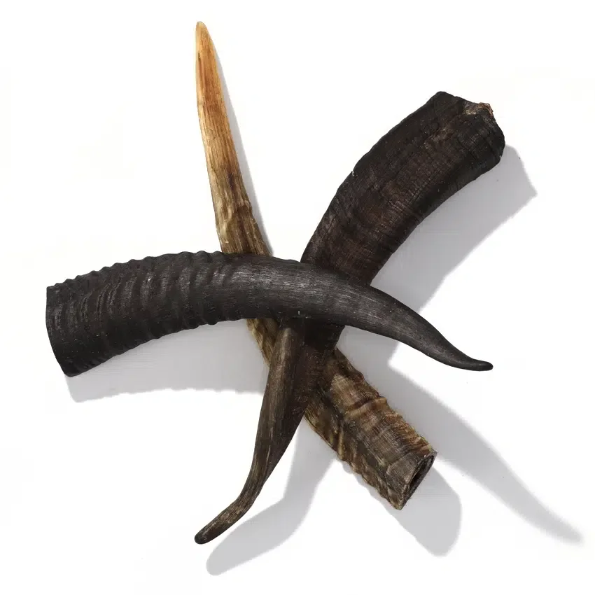 Wholesale Polished Genuine Natural Goat Horn Comb Use for Sale Shape Direct Buy From Craft and Medium Size