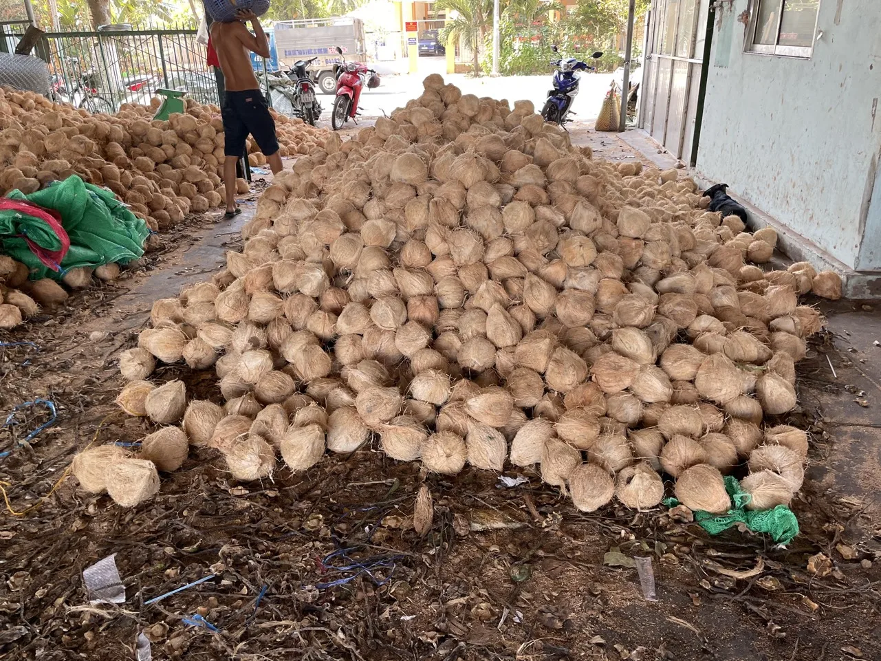 Wholesale mature semi husked dry coconut in bag Fresh newly harvested made in Viet Nam 25 pcs/30kg Phytosanitary Certification