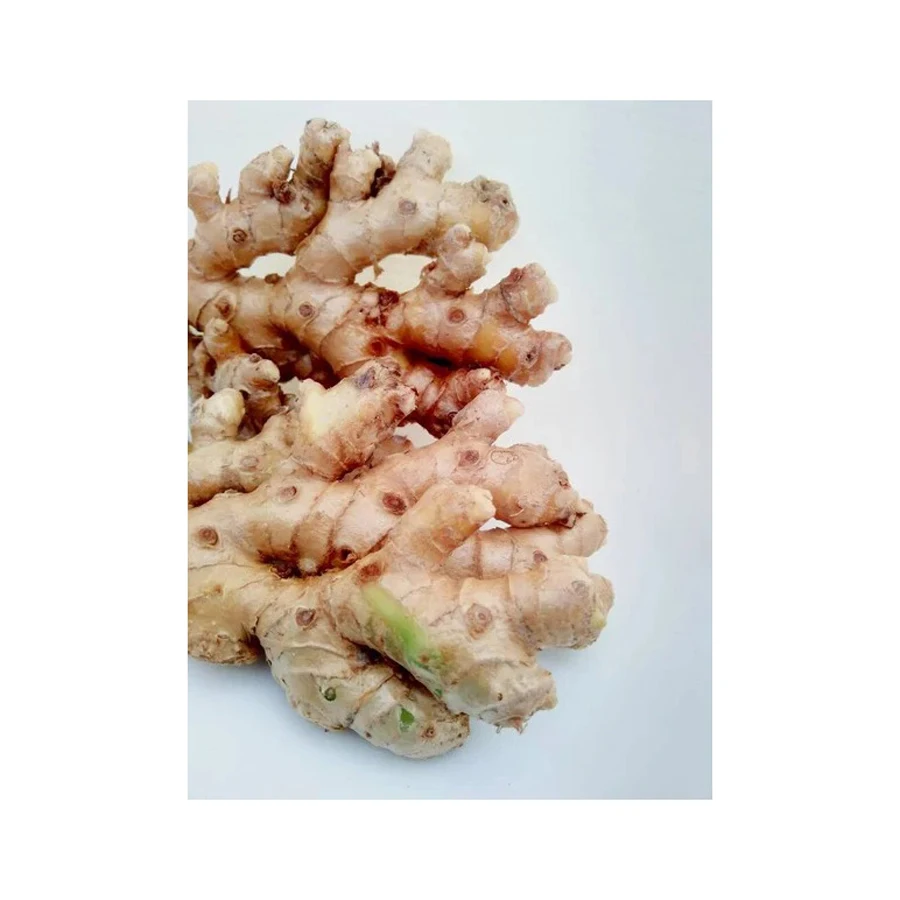 New Fresh Ginger for Wholesale Dry in Bulk Sale Low Price