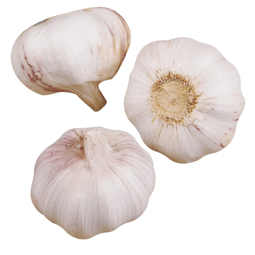 Pure White Fresh Garlic Garlic