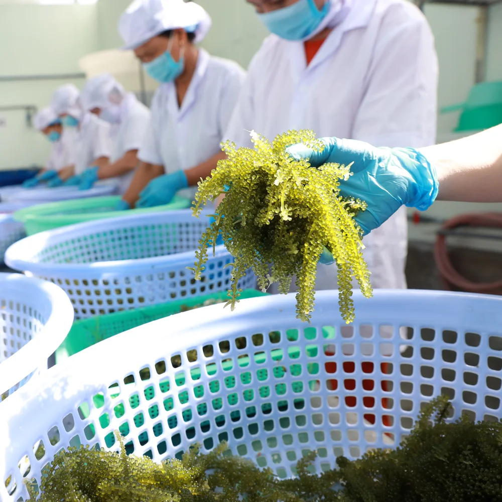 For Grapes Special Seagrape Seaweed Food SeaWeed Snack  With High Export Quality And Competitive Price Fresh Grapes Sushi