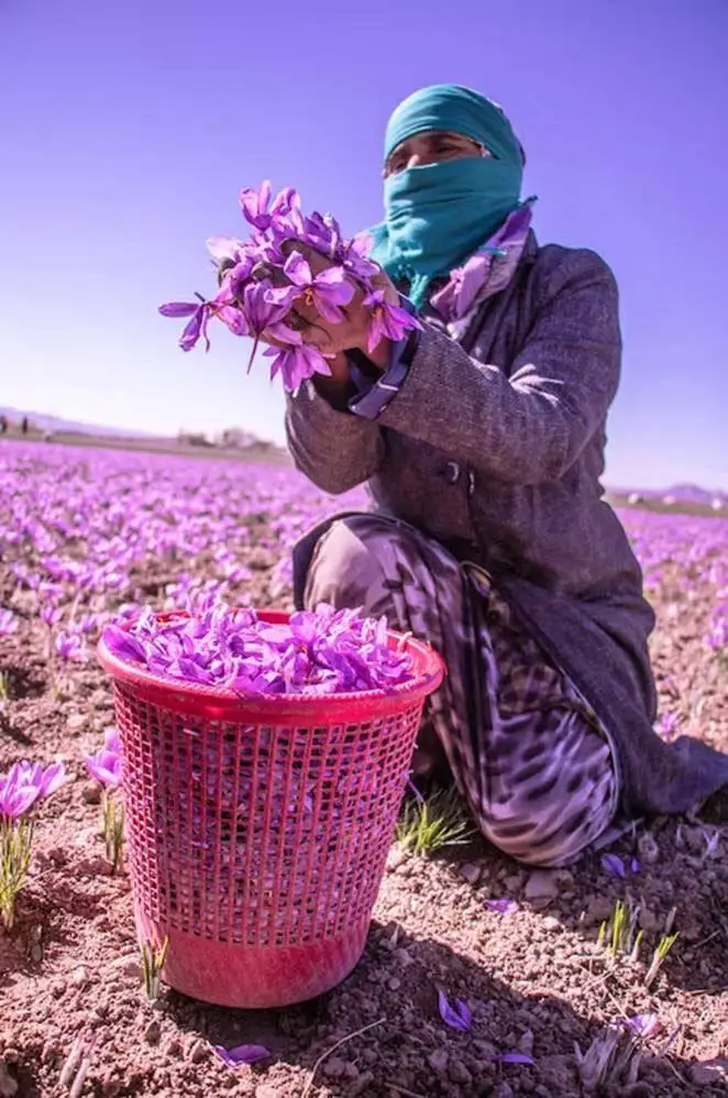 Organic Dried Saffron Powder Stylish Organic Cultivation