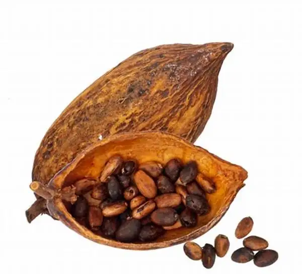High Quality Vietnam Cocoa Beans 100% Natural NIPS COCOA POWDER FROM VIETNAM
