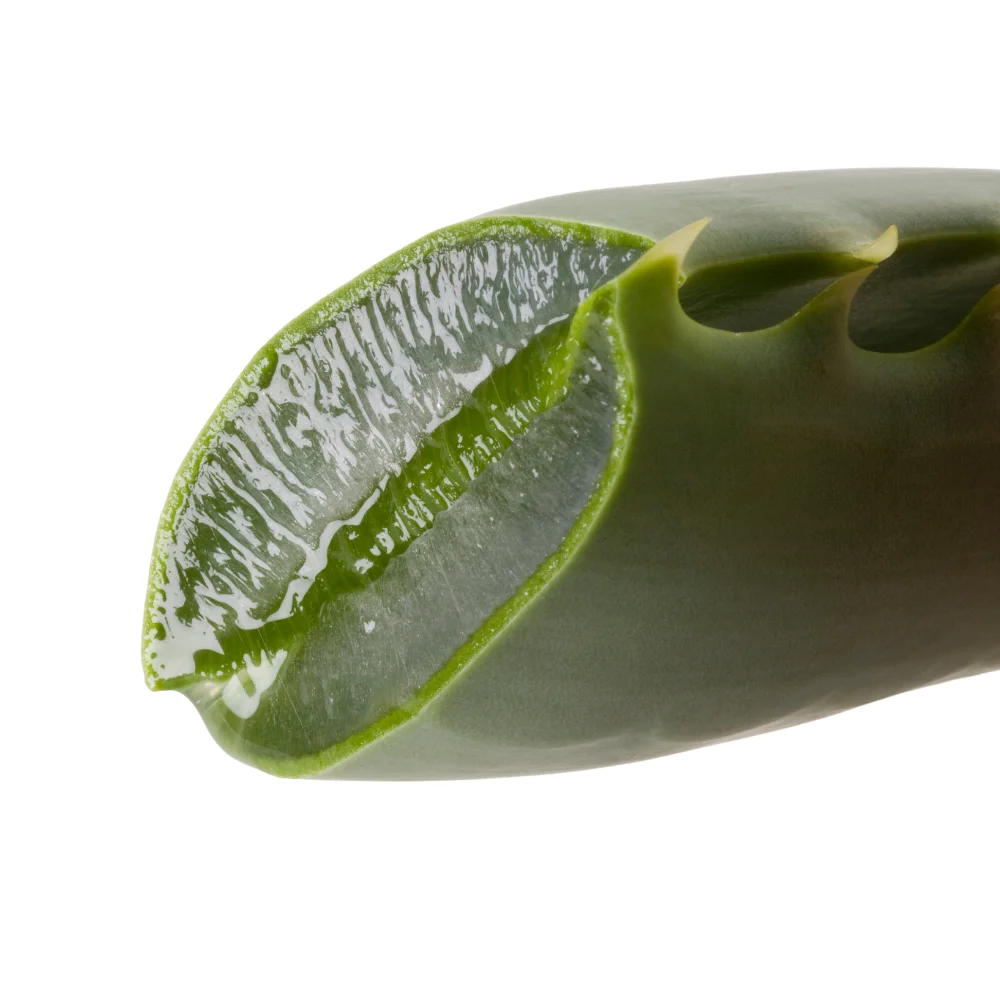 Bulk Aloe Arborescens Gel Cosmetic | Natural Extract |  Made in Italy Aloe Gel