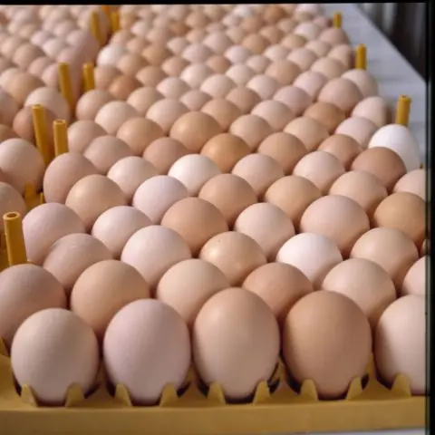 Organic Fresh White Chicken Table Eggs & Fertilized Hatching Eggs Preserved Frozen for Food Use Wholesale Price Including Yolk