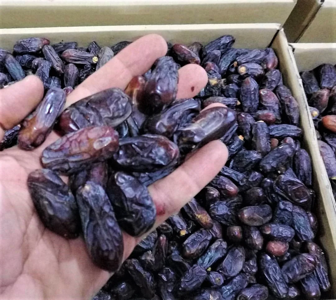 Dry Fruits From Saudi Mozafati/Kabkab/Sayer/Zahedi/Piarom/Gulf Dates in good price from supplier..