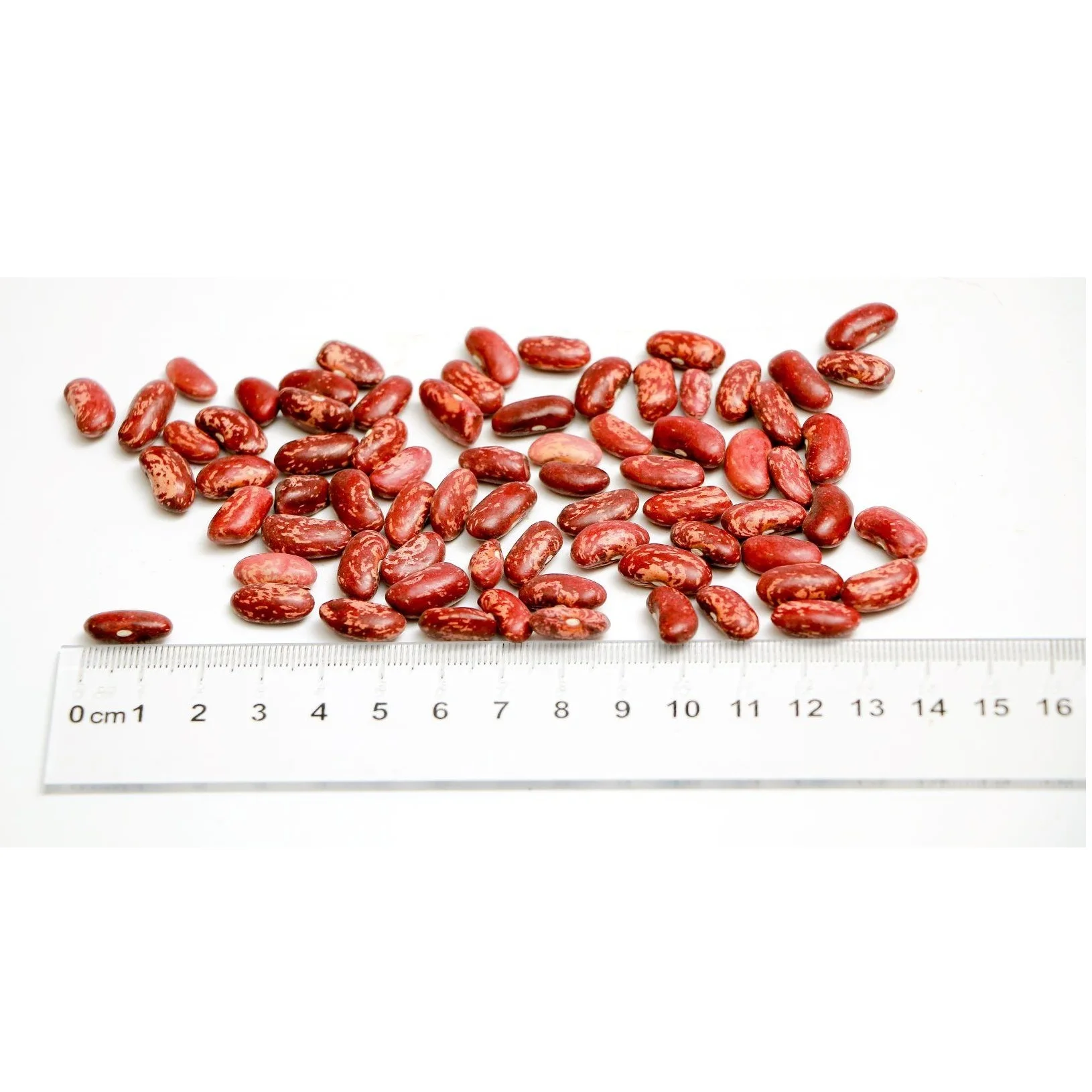 High grade non-GMO 100% natural beans (60/70 grade) from Uzbekistan speckled red kidney beans for food